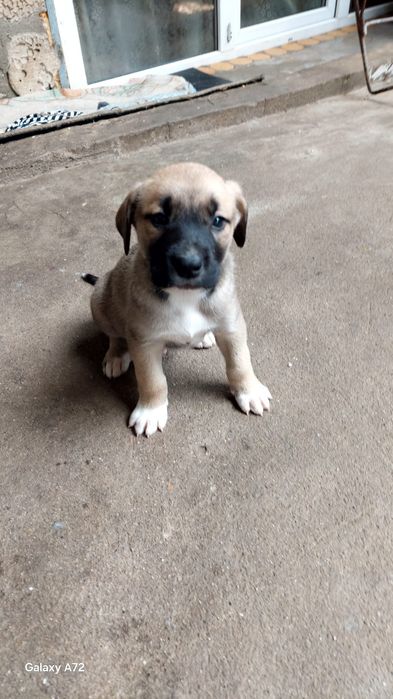 Cățeluși de talie mare pentru adopție – 3 fete și 3 băieți, buni de pază