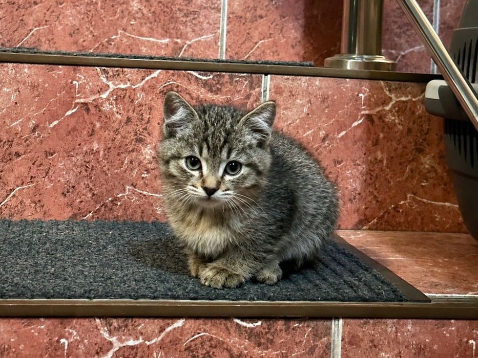 Котенок (2 месяца)