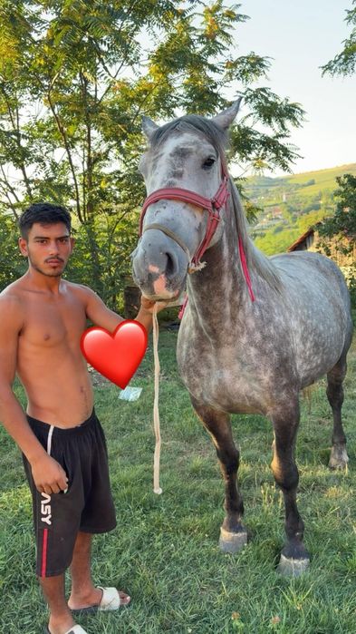 De vânzare două iepe