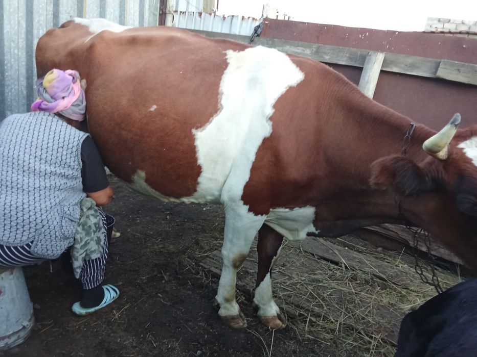 Продам стельную корову
