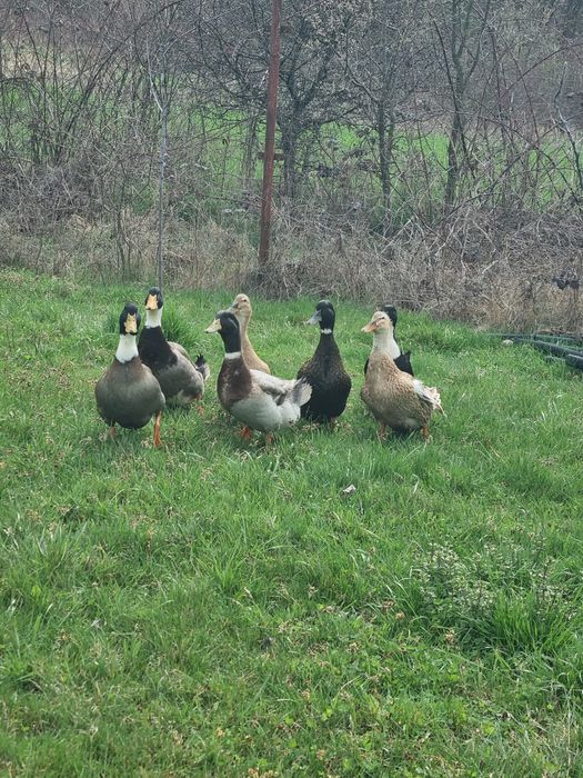 Ouă de rață pentru incubație
