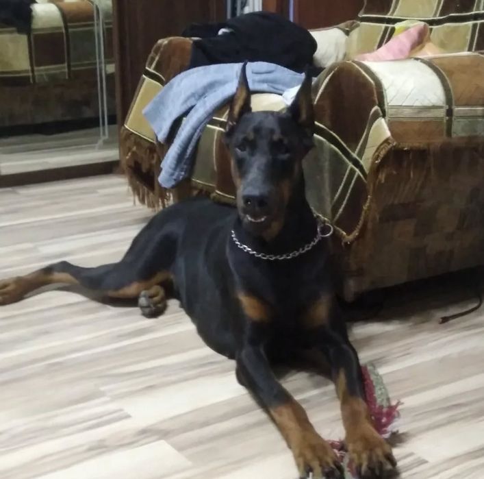 Щенки добермана Шымкент