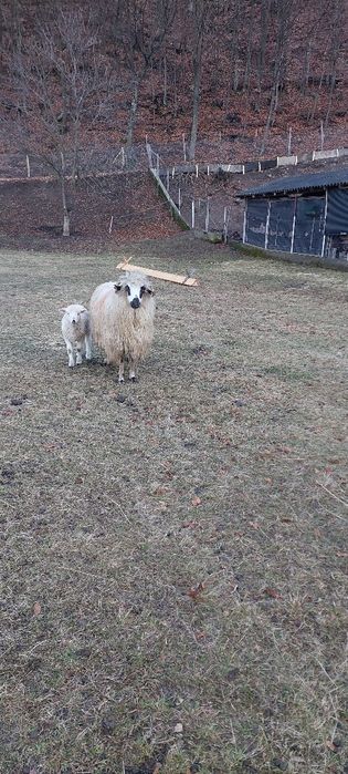 Oi de vânzare .turcane