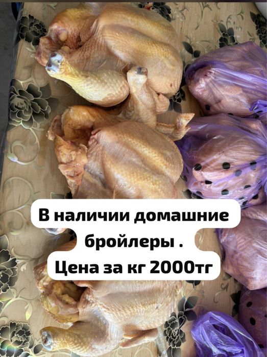 Куры домашние бройлеры