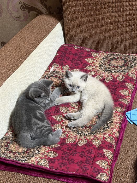 Skochish fold. Toza. Kon mushuk sotiladi