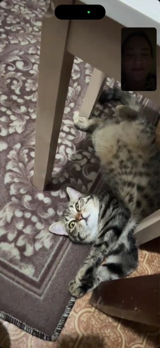 Отдам кота в добрые руки.