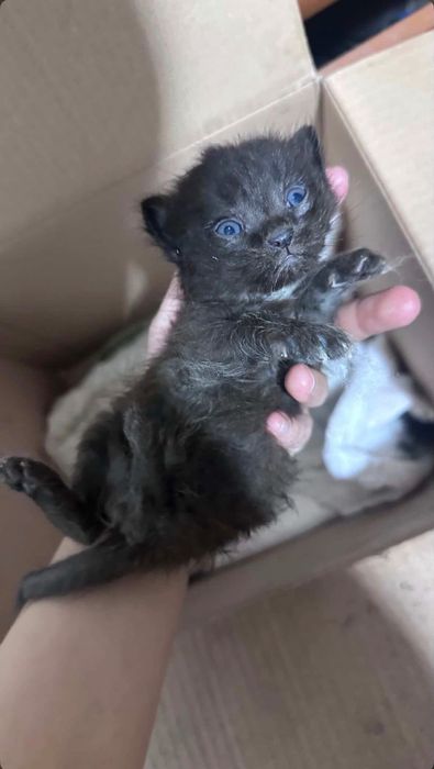 Отдам котят в добрые руки