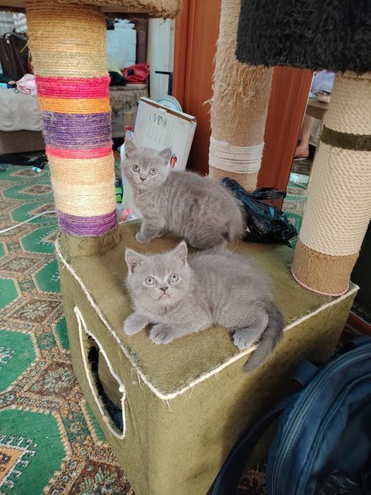 Продаются Шотландские котята, Скотишь Страйт