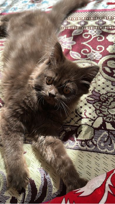 Шотландский кошка