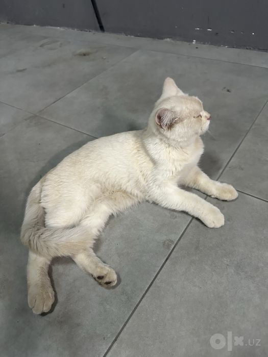 British shorthair