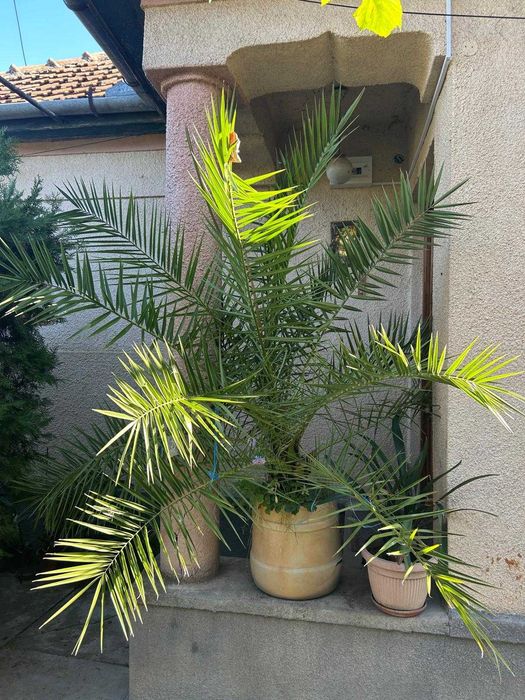 Vând palmier Phoenix (Phoenix Canariensis) mare