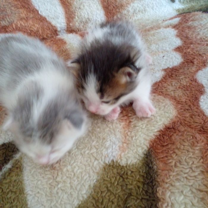 Продам помесь мейн куна