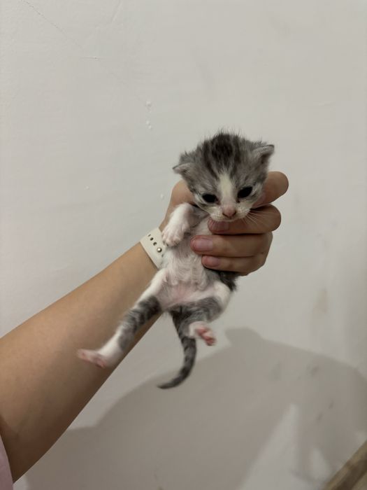 Срочно!!! В добрые руки