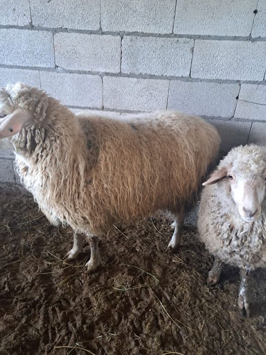 Семыз кой токтылар