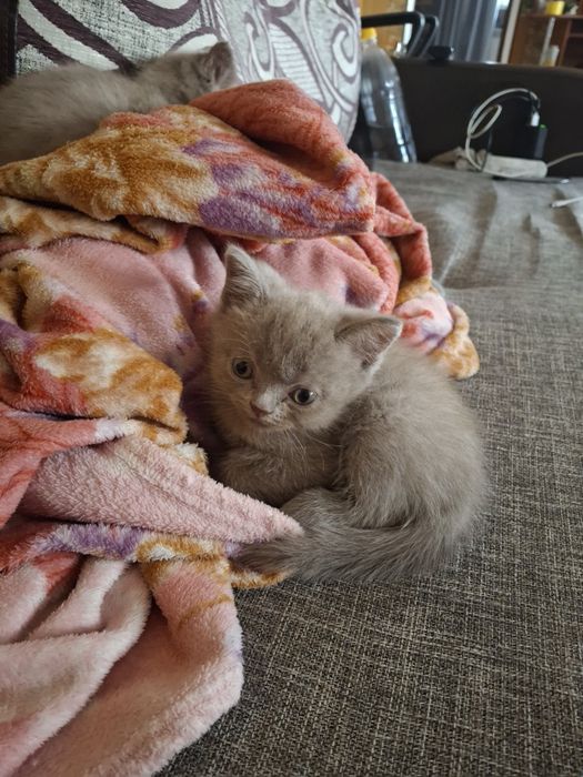 Британские  котята