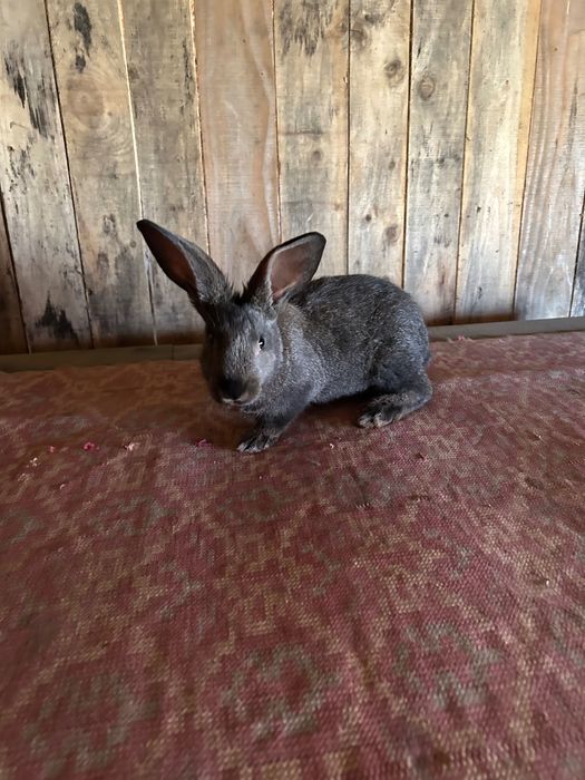 Iepurii hycole Francez!