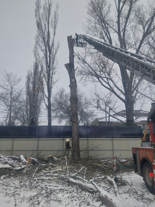 Спил деревьев агаш кесемиз