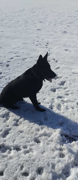 Продам Кобель ВЕО 1.4 года