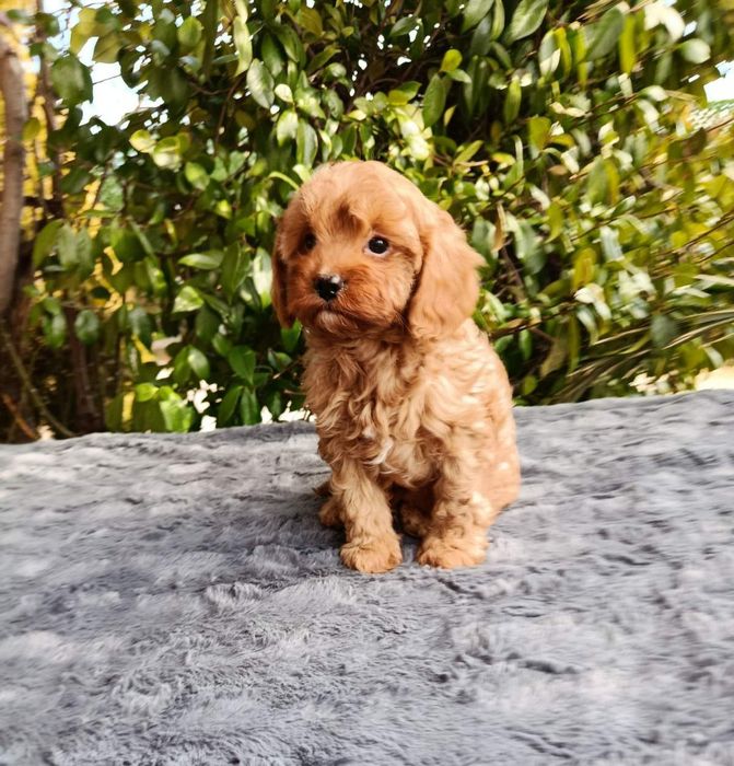 Кавапу  / kavapoo