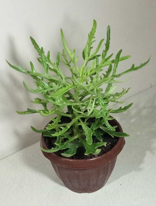 Продам. «Оленьи рожки»