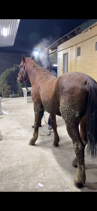 Дончак 4жасар аяақ қолы сау