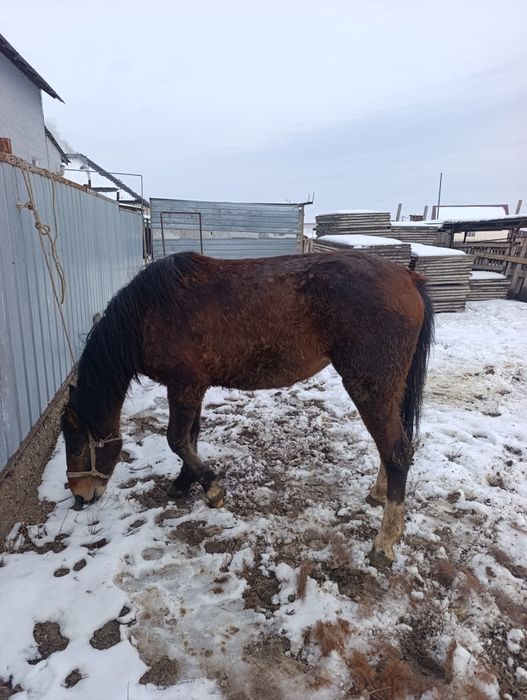 3жасар байтал каны бар