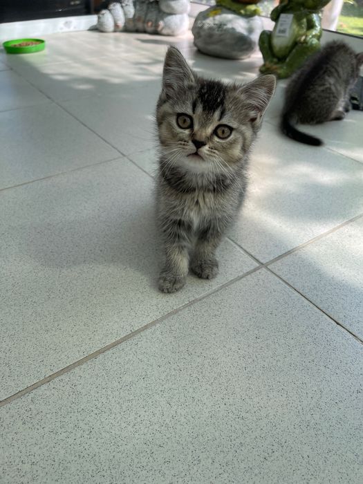 Британски котета