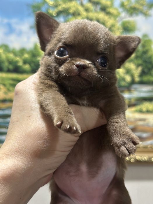 Девочки чихуахуа в шикарном современном типе