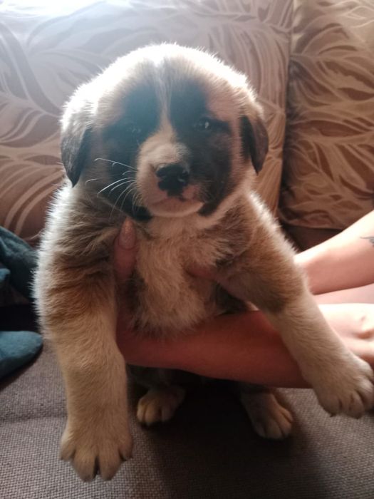 Щенки САО помесь