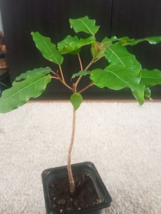 Фикус Бенжамина   комнатный