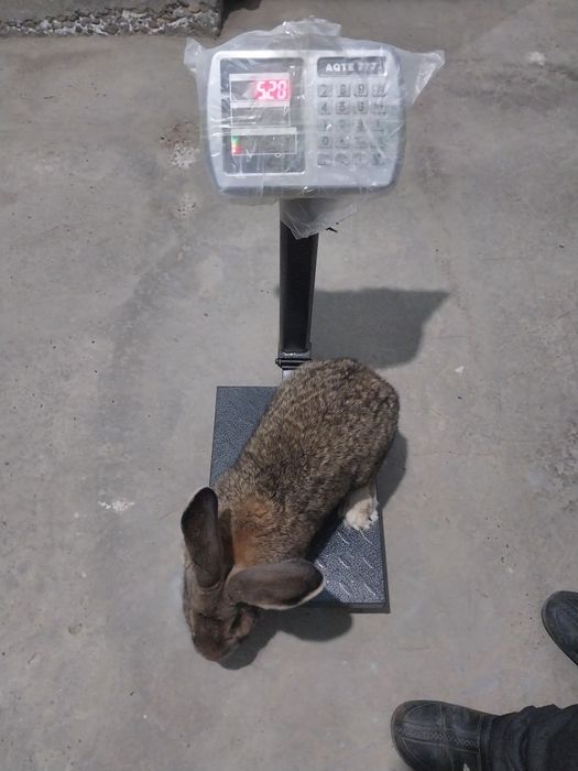 Velekan quyon sotiladi