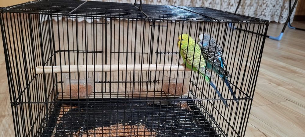 Попугаи одам в хорошие руки