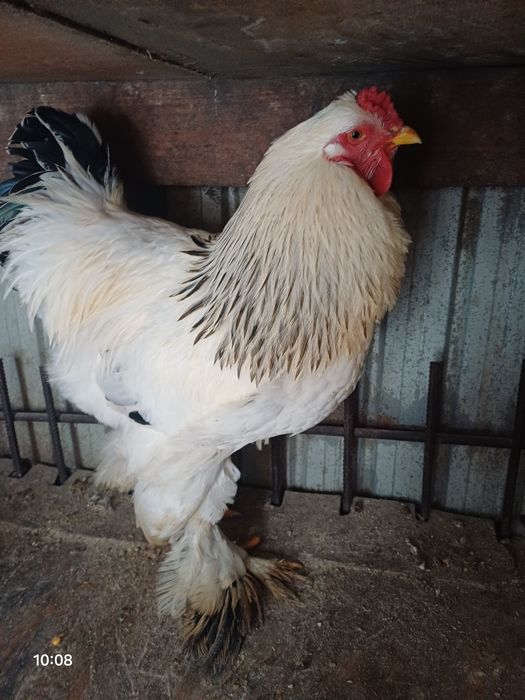 Vindem Găinii și Cucosii Braham  HD