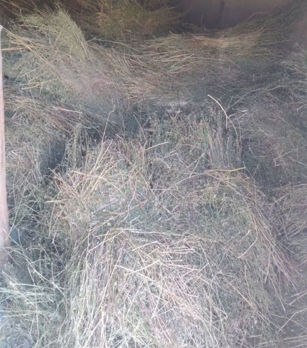 Беда сотилади катта боғ боғланган