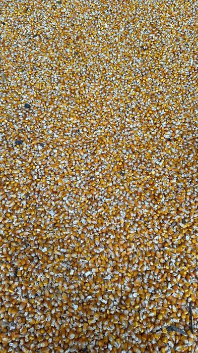 Grăunte de vânzare