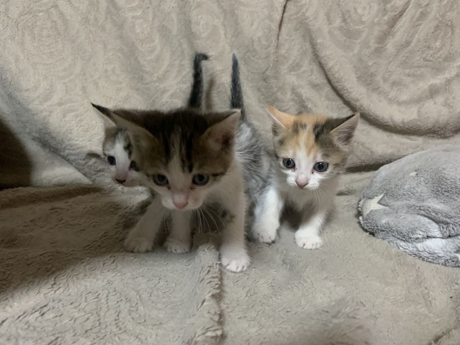 Отдам котят в добрые руки
