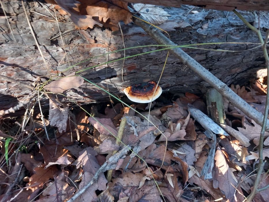 Ciuperca medicinala fomitopsis pinicola