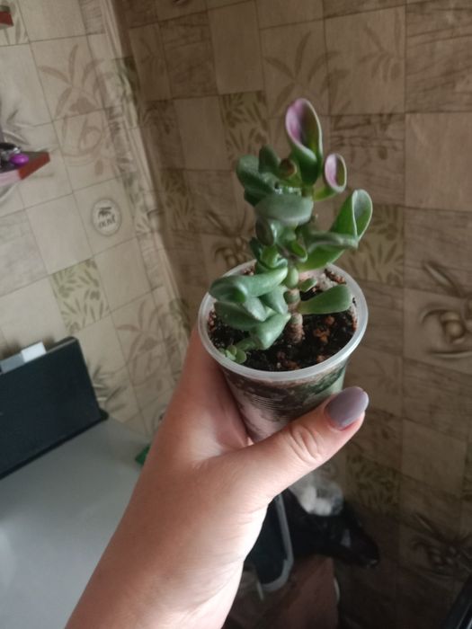 Продам цветочки...