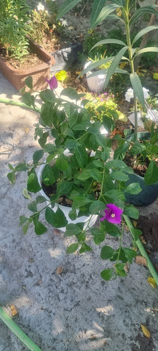 Продам цветы олеандры и бугенвилии