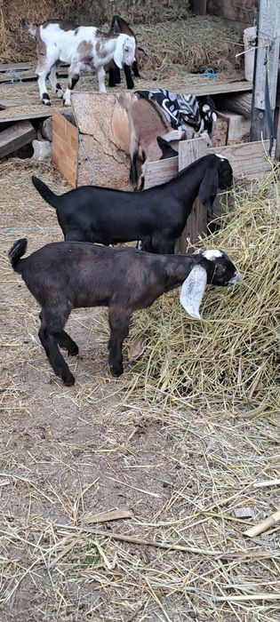 Tapisori anglonubian