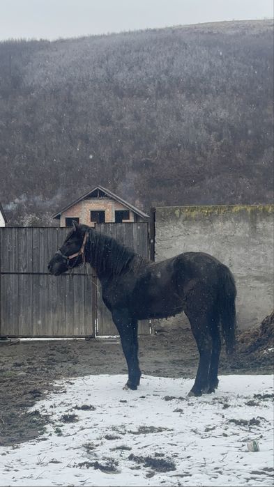 Schimb mânză cu vacă