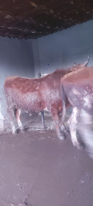 3 бас Бұқа сатылады