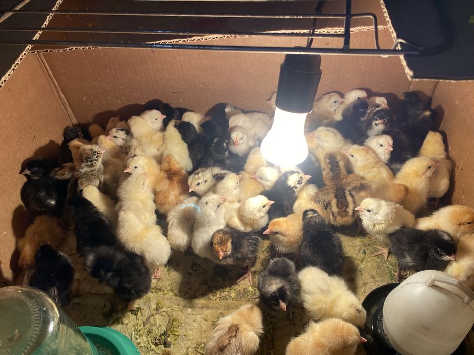 продам цепялт оптом