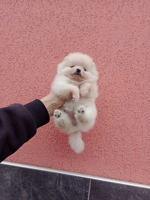 Женски  Померани