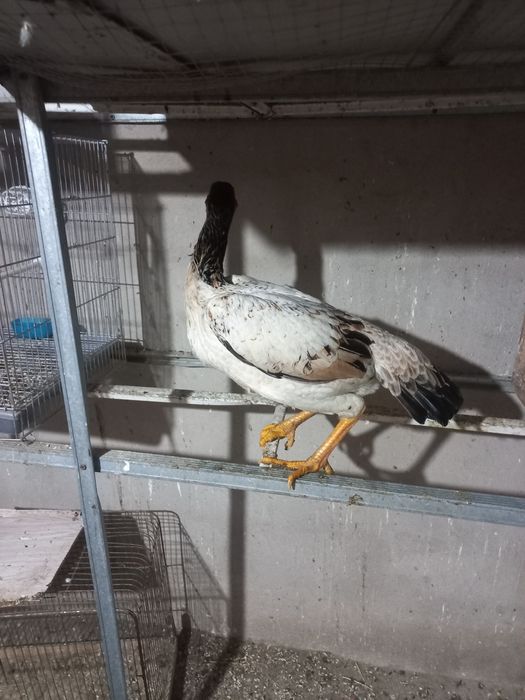 Zati toza narsa yoshiga toldi xozr tuxumda