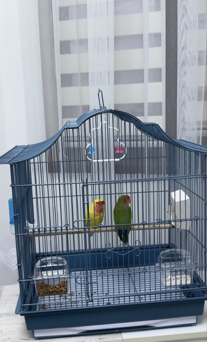 Продам Попугаи Волнистые с сеткой