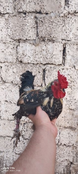 Yapon horozlari sotiladi