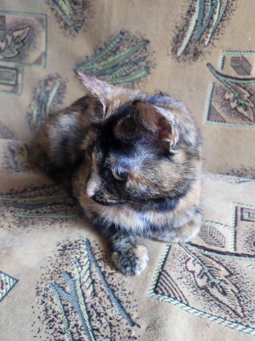 Котенок кошечка  около 5месяцев