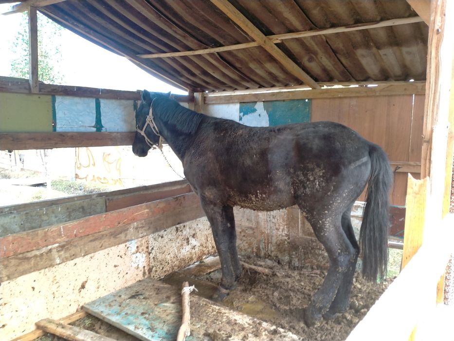 Семіз таай сатыладыыы