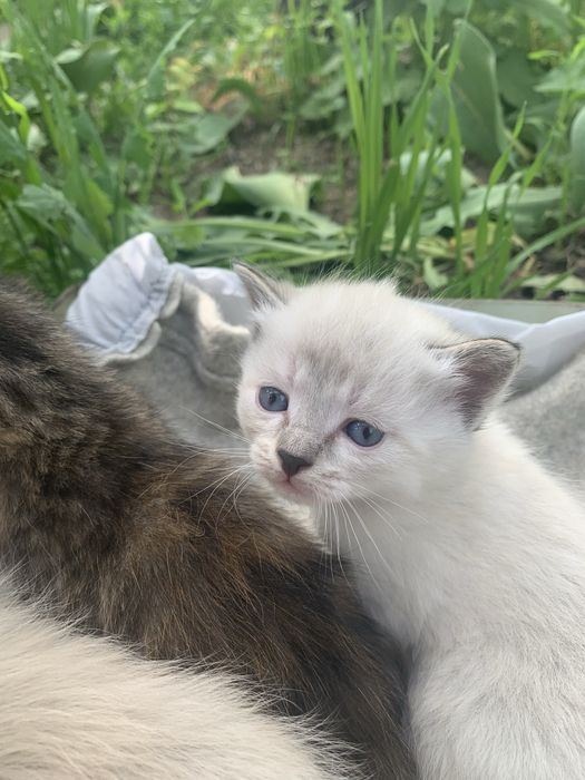 Подарю замечательных котят
